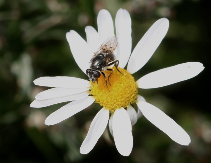 Dittero syrphidae: Cheilosia caerulescens